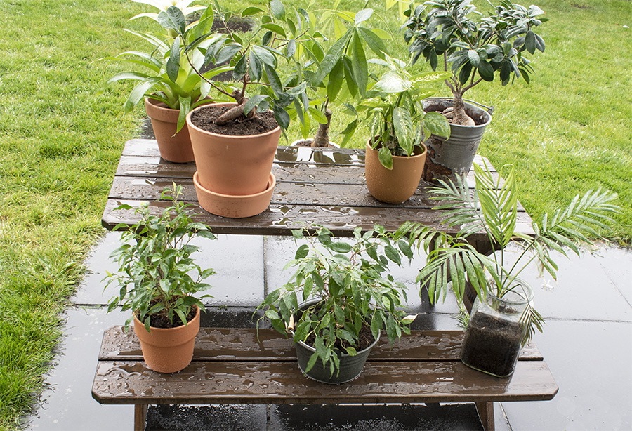 planten verzorgen planten water geven kamerplanten verzorgen wanneer planten water geven hoe vaak planten water geven kamerplanten in regen zetten kamerplanten naar buiten kamerplanten buiten zetten