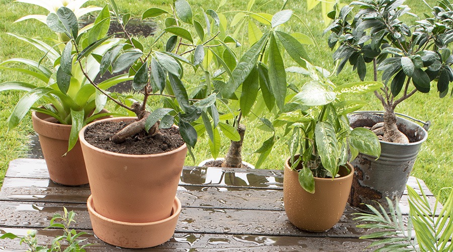 planten verzorgen planten water geven kamerplanten verzorgen wanneer planten water geven hoe vaak planten water geven kamerplanten in regen zetten kamerplanten naar buiten kamerplanten buiten zetten