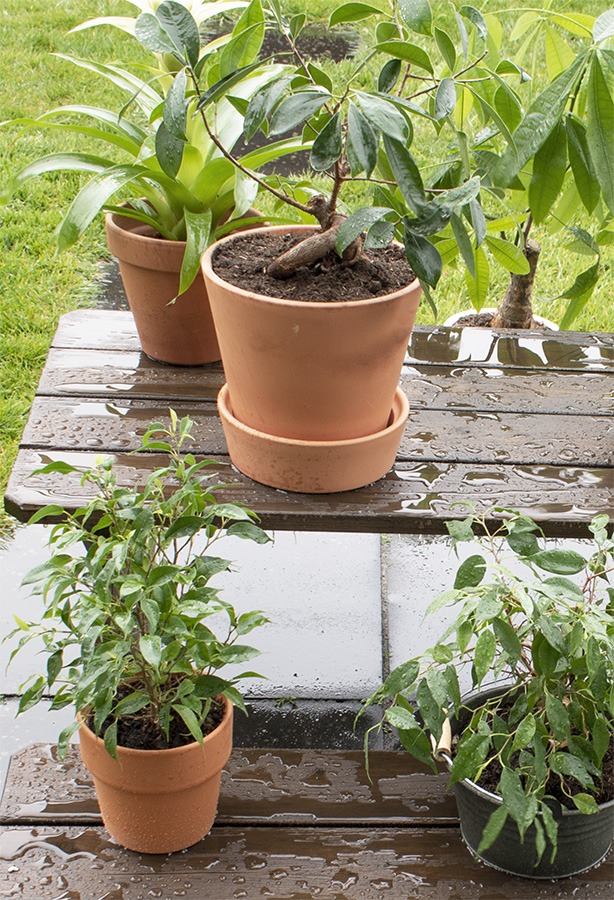 planten verzorgen planten water geven kamerplanten verzorgen wanneer planten water geven hoe vaak planten water geven kamerplanten in regen zetten kamerplanten naar buiten kamerplanten buiten zetten