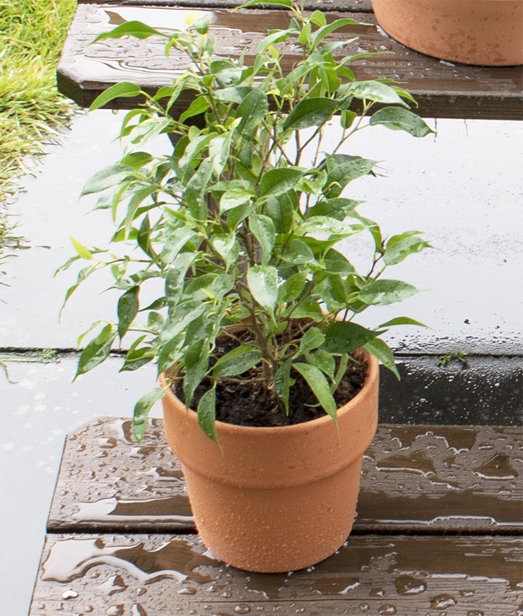 planten verzorgen planten water geven kamerplanten verzorgen wanneer planten water geven hoe vaak planten water geven kamerplanten in regen zetten kamerplanten naar buiten kamerplanten buiten zetten