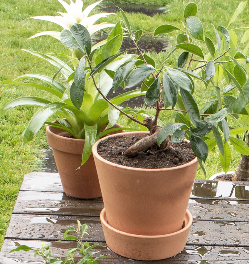 planten verzorgen planten water geven kamerplanten verzorgen wanneer planten water geven hoe vaak planten water geven kamerplanten in regen zetten kamerplanten naar buiten kamerplanten buiten zetten