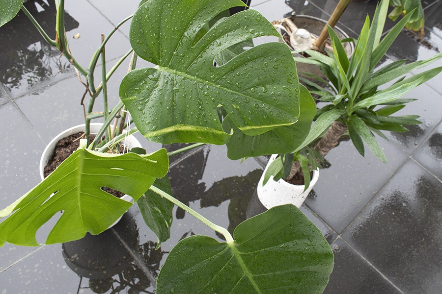 planten verzorgen planten water geven kamerplanten verzorgen wanneer planten water geven hoe vaak planten water geven kamerplanten in regen zetten kamerplanten naar buiten kamerplanten buiten zetten