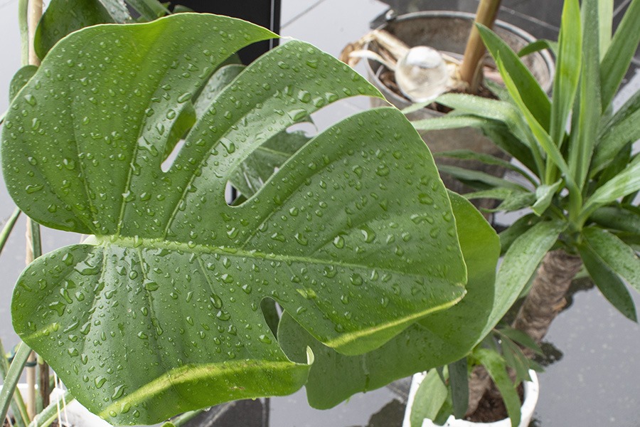 planten verzorgen planten water geven kamerplanten verzorgen wanneer planten water geven hoe vaak planten water geven kamerplanten in regen zetten kamerplanten naar buiten kamerplanten buiten zetten