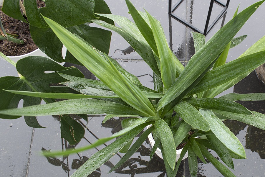 planten verzorgen planten water geven kamerplanten verzorgen wanneer planten water geven hoe vaak planten water geven kamerplanten in regen zetten kamerplanten naar buiten kamerplanten buiten zetten