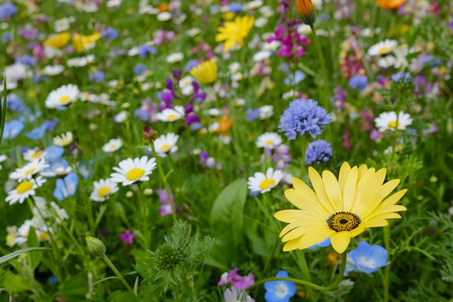 pluktuin plukbloemen bloemenpluktuin dahlia pluktuin plukbloem mooie plukbloemen plukbloemen in de tuin plukbloemen in eigen tuin Hoe begin je een pluktuin? Welke bloemen zijn geschikt voor een pluktuin? Welke bloemen zijn geschikt voor een pluktuin? Hoe groot moet een pluktuin zijn? Hoeveel m2 voor pluktuin?