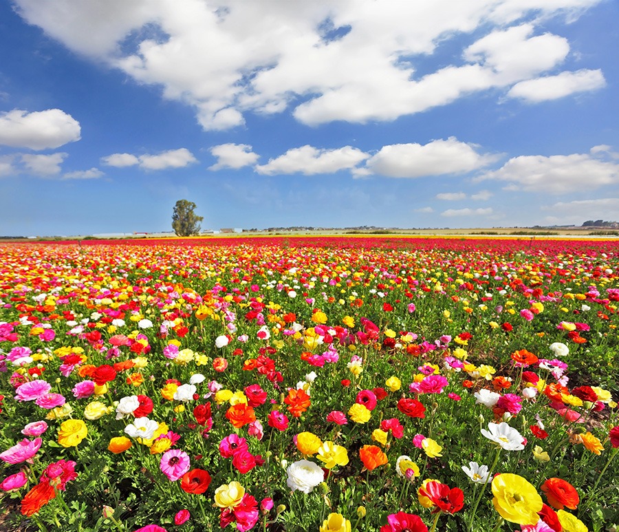 pluktuin plukbloemen bloemenpluktuin dahlia pluktuin plukbloem mooie plukbloemen plukbloemen in de tuin plukbloemen in eigen tuin Hoe begin je een pluktuin? Welke bloemen zijn geschikt voor een pluktuin? Welke bloemen zijn geschikt voor een pluktuin? Hoe groot moet een pluktuin zijn? Hoeveel m2 voor pluktuin?