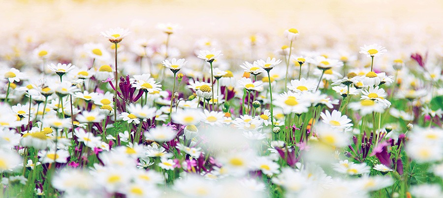 pluktuin plukbloemen bloemenpluktuin dahlia pluktuin plukbloem mooie plukbloemen plukbloemen in de tuin plukbloemen in eigen tuin Hoe begin je een pluktuin? Welke bloemen zijn geschikt voor een pluktuin? Welke bloemen zijn geschikt voor een pluktuin? Hoe groot moet een pluktuin zijn? Hoeveel m2 voor pluktuin?