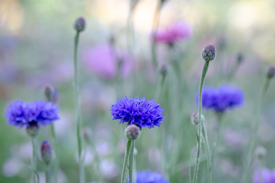 pluktuin plukbloemen bloemenpluktuin dahlia pluktuin plukbloem mooie plukbloemen plukbloemen in de tuin plukbloemen in eigen tuin Hoe begin je een pluktuin? Welke bloemen zijn geschikt voor een pluktuin? Welke bloemen zijn geschikt voor een pluktuin? Hoe groot moet een pluktuin zijn? Hoeveel m2 voor pluktuin?