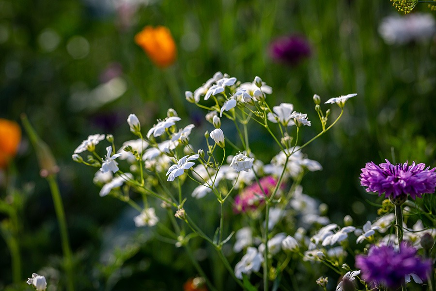 pluktuin plukbloemen bloemenpluktuin dahlia pluktuin plukbloem mooie plukbloemen plukbloemen in de tuin plukbloemen in eigen tuin Hoe begin je een pluktuin? Welke bloemen zijn geschikt voor een pluktuin? Welke bloemen zijn geschikt voor een pluktuin? Hoe groot moet een pluktuin zijn? Hoeveel m2 voor pluktuin?