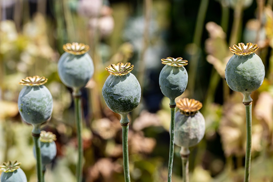 pluktuin plukbloemen bloemenpluktuin dahlia pluktuin plukbloem mooie plukbloemen plukbloemen in de tuin plukbloemen in eigen tuin Hoe begin je een pluktuin? Welke bloemen zijn geschikt voor een pluktuin? Welke bloemen zijn geschikt voor een pluktuin? Hoe groot moet een pluktuin zijn? Hoeveel m2 voor pluktuin?