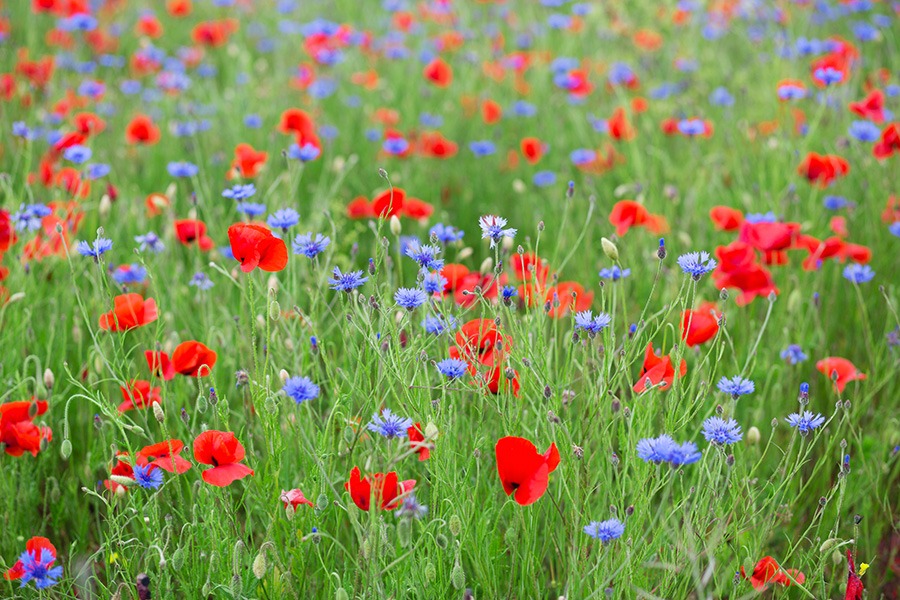 pluktuin voor beginners wilde bloementuin wilde bloemen pluktuin pluktuin bloemen oranje & gele wilde bloemen paarse & blauwe wilde bloemen witte wilde bloemen rode & roze wilde bloemen