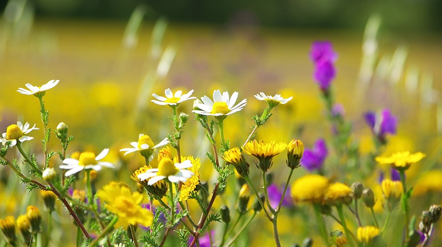 pluktuin voor beginners wilde bloementuin wilde bloemen pluktuin pluktuin bloemen oranje & gele wilde bloemen paarse & blauwe wilde bloemen witte wilde bloemen rode & roze wilde bloemen