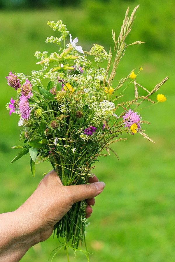 pluktuin voor beginners wilde bloementuin wilde bloemen pluktuin pluktuin bloemen oranje & gele wilde bloemen paarse & blauwe wilde bloemen witte wilde bloemen rode & roze wilde bloemen