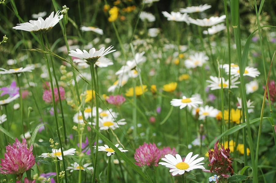 pluktuin voor beginners wilde bloementuin wilde bloemen pluktuin pluktuin bloemen oranje & gele wilde bloemen paarse & blauwe wilde bloemen witte wilde bloemen rode & roze wilde bloemen