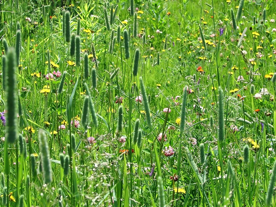 pluktuin voor beginners wilde bloementuin wilde bloemen pluktuin pluktuin bloemen oranje & gele wilde bloemen paarse & blauwe wilde bloemen witte wilde bloemen rode & roze wilde bloemen