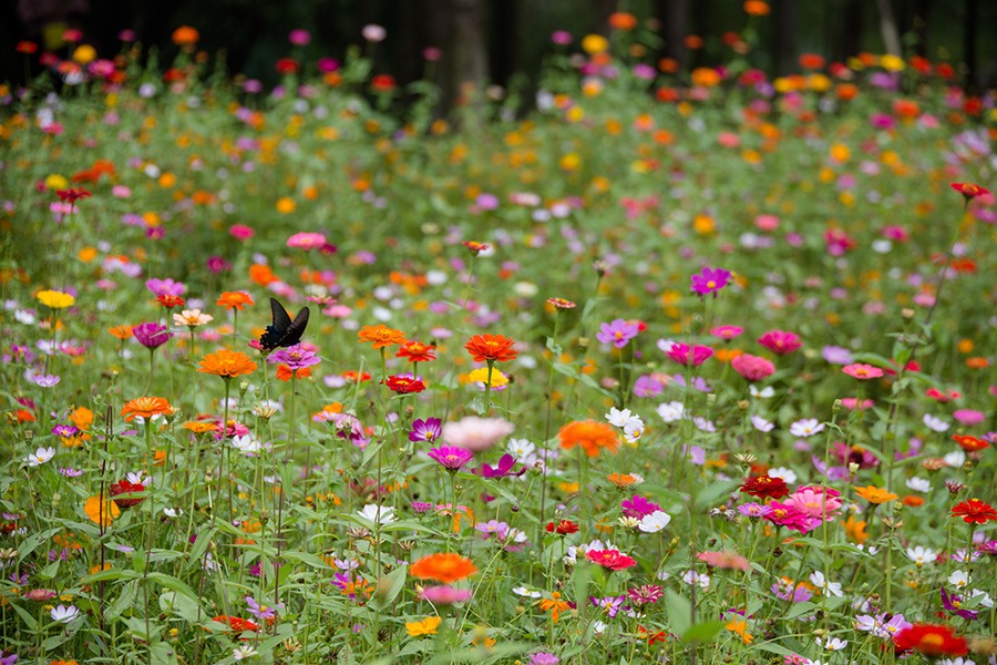 pluktuin voor beginners wilde bloementuin wilde bloemen pluktuin pluktuin bloemen oranje & gele wilde bloemen paarse & blauwe wilde bloemen witte wilde bloemen rode & roze wilde bloemen