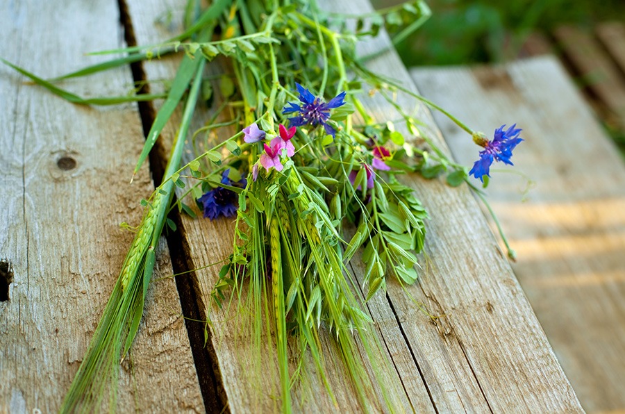 pluktuin voor beginners wilde bloementuin wilde bloemen pluktuin pluktuin bloemen oranje & gele wilde bloemen paarse & blauwe wilde bloemen witte wilde bloemen rode & roze wilde bloemen