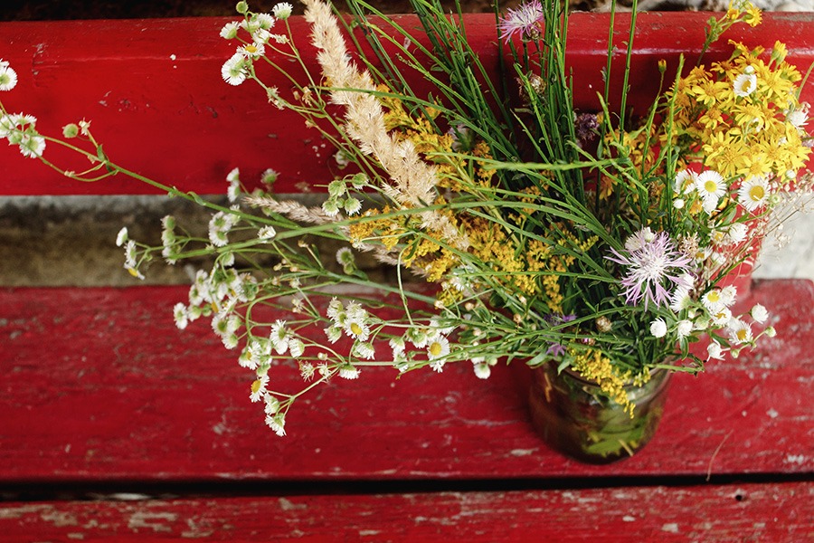 pluktuin voor beginners wilde bloementuin wilde bloemen pluktuin pluktuin bloemen oranje & gele wilde bloemen paarse & blauwe wilde bloemen witte wilde bloemen rode & roze wilde bloemen