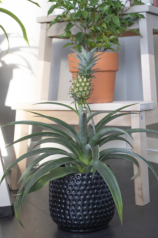 ananasplant verzorgen ananas bromelia ananasplant wordt geel mini ananas plant hoe verzorg je een ananasplant anti snurkplant bromelia ananasplant ananasplant stekjes ananas kamerplant baby ananas plant ananasplanten hoe verzorg ik een ananasplant verzorgen ananasplant stekjes ananasplant