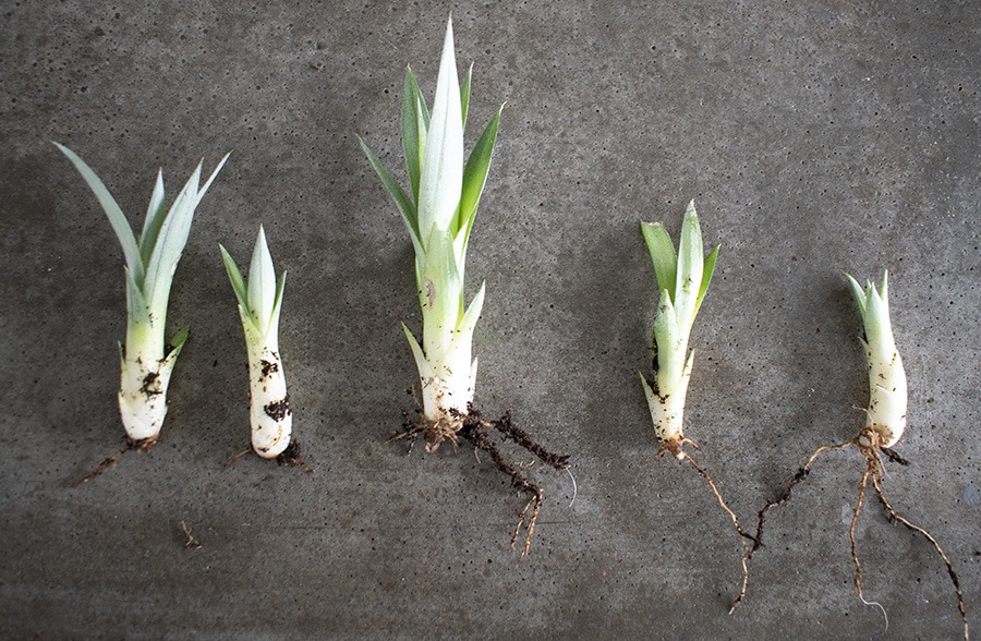 ananasplant verzorgen ananas bromelia ananasplant wordt geel mini ananas plant hoe verzorg je een ananasplant anti snurkplant bromelia ananasplant ananasplant stekjes ananas kamerplant baby ananas plant ananasplanten hoe verzorg ik een ananasplant verzorgen ananasplant stekjes ananasplant