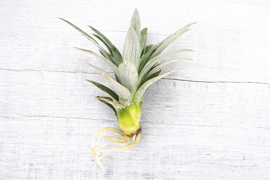 ananasplant verzorgen ananas bromelia ananasplant wordt geel mini ananas plant hoe verzorg je een ananasplant anti snurkplant bromelia ananasplant ananasplant stekjes ananas kamerplant baby ananas plant ananasplanten hoe verzorg ik een ananasplant verzorgen ananasplant stekjes ananasplant