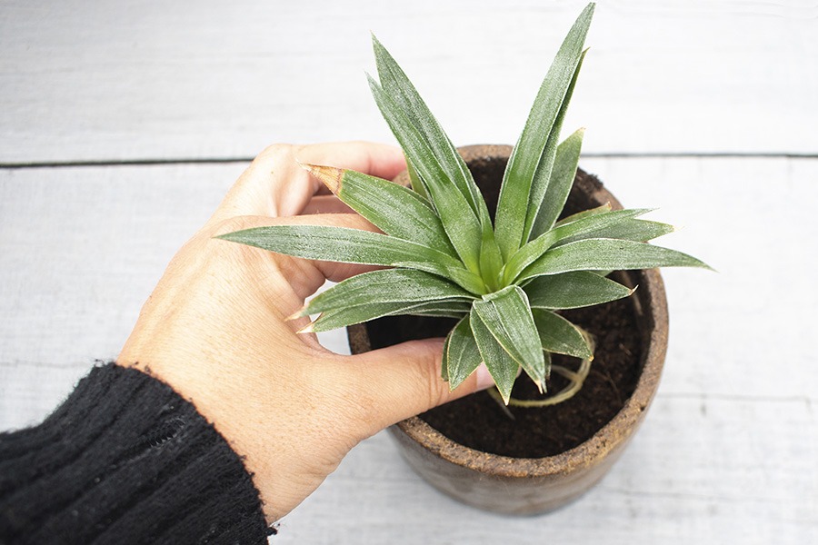 ananasplant verzorgen ananas bromelia ananasplant wordt geel mini ananas plant hoe verzorg je een ananasplant anti snurkplant bromelia ananasplant ananasplant stekjes ananas kamerplant baby ananas plant ananasplanten hoe verzorg ik een ananasplant verzorgen ananasplant stekjes ananasplant