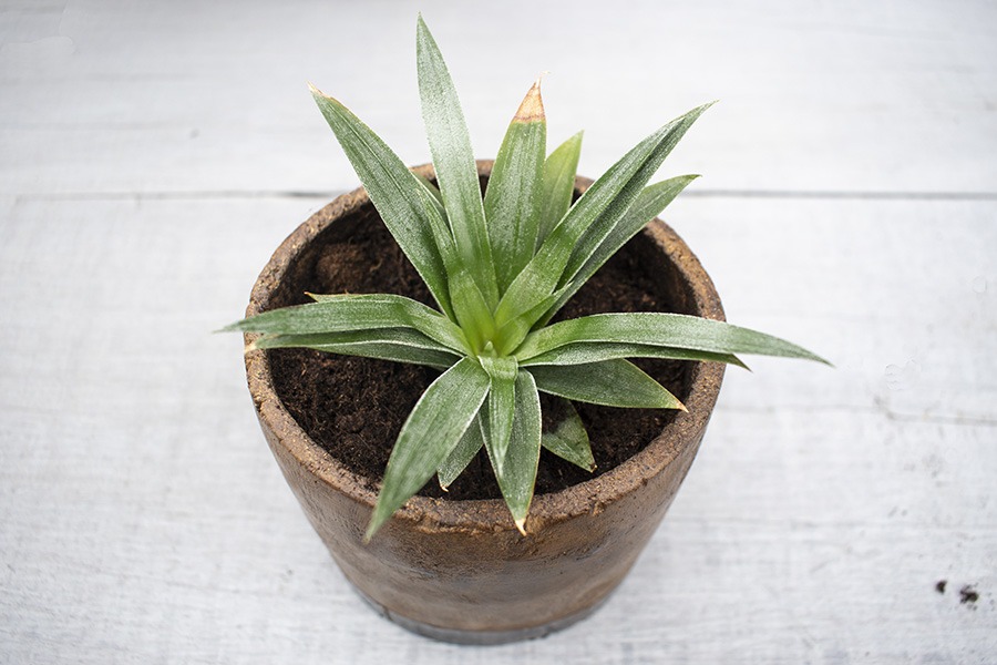 ananasplant verzorgen ananas bromelia ananasplant wordt geel mini ananas plant hoe verzorg je een ananasplant anti snurkplant bromelia ananasplant ananasplant stekjes ananas kamerplant baby ananas plant ananasplanten hoe verzorg ik een ananasplant verzorgen ananasplant stekjes ananasplant