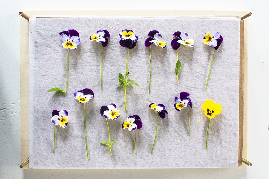 bloemenpers bloemen persen bloemenpers hema houten bloemenpers dille en kamille bloemenpers grote bloemenpers bloemenpers zelf maken bloemen persen geperste bloemen geperste droogbloemen droogbloemen lijstje