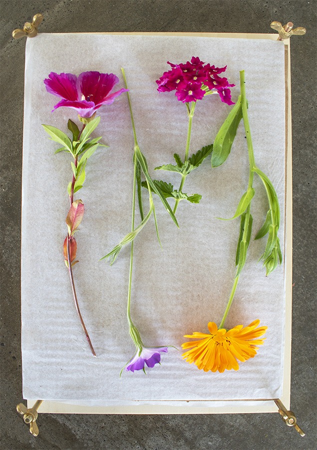 bloemenpers bloemen persen bloemenpers hema houten bloemenpers dille en kamille bloemenpers grote bloemenpers bloemenpers zelf maken bloemen persen geperste bloemen geperste droogbloemen droogbloemen lijstje