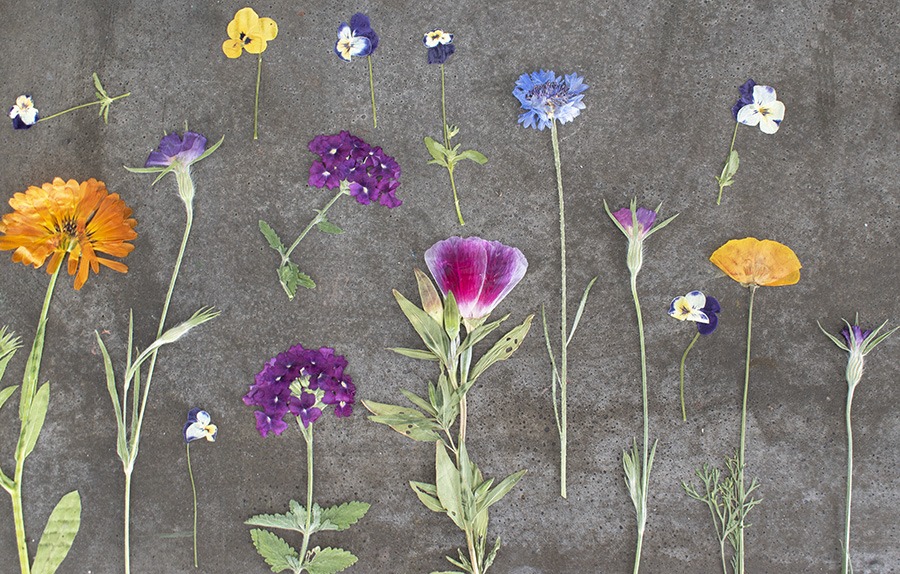 bloemenpers bloemen persen bloemenpers hema houten bloemenpers dille en kamille bloemenpers grote bloemenpers bloemenpers zelf maken bloemen persen geperste bloemen geperste droogbloemen droogbloemen lijstje