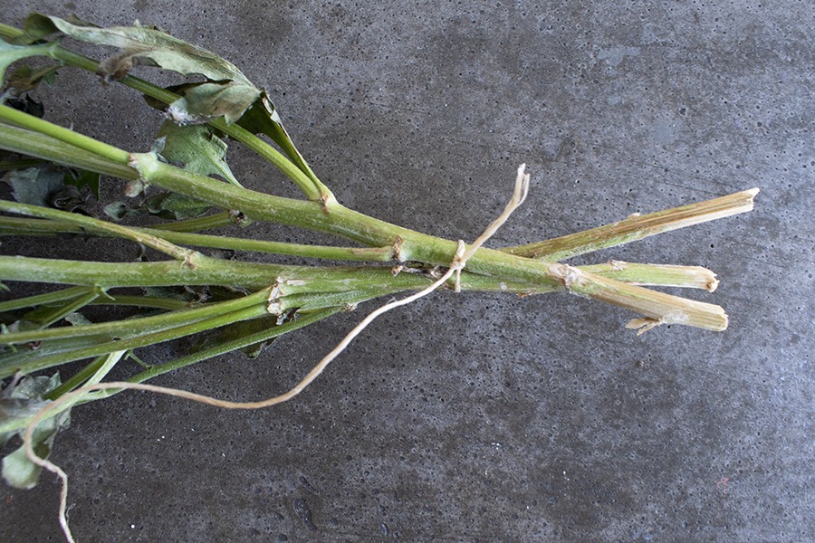 zelf droogbloemen maken droogboeket maken droogbloemen zelf maken zelf droogboeket maken gedroogde bloemen maken droogbloemen schilderij maken droogbloemen in stolp maken bloemen drogen droogbloemen in vaas droogbloemen in glas droogbloemen veldboeket hoe droog je bloemen