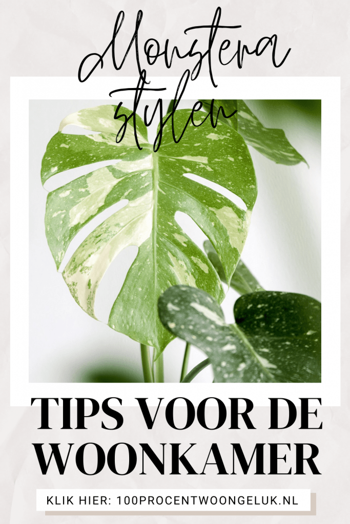 monstera gatenplant monstera soorten kamerplant monstera grote monstera gatenplant luchtwortels grote gatenplant kamerplanten monstera witte gatenplant grote monstera plant hipper kamerplant grote kamerplant groene kamerplant makkelijke kamerplant