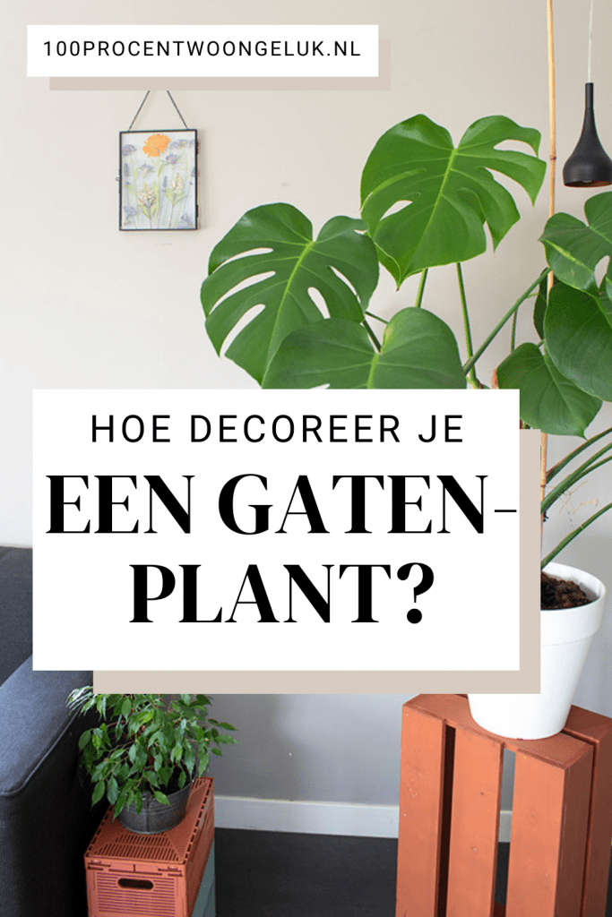 monstera gatenplant monstera soorten kamerplant monstera grote monstera gatenplant luchtwortels grote gatenplant kamerplanten monstera witte gatenplant grote monstera plant hipper kamerplant grote kamerplant groene kamerplant makkelijke kamerplant