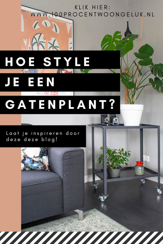 monstera gatenplant monstera soorten kamerplant monstera grote monstera gatenplant luchtwortels grote gatenplant kamerplanten monstera witte gatenplant grote monstera plant hipper kamerplant grote kamerplant groene kamerplant makkelijke kamerplant