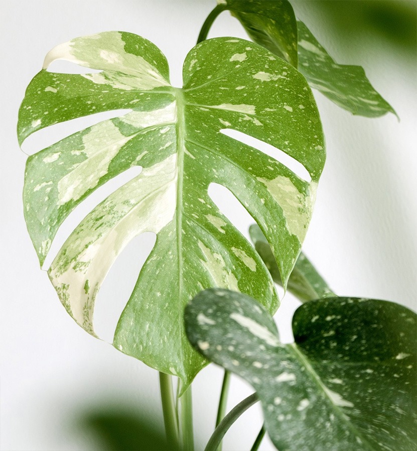 monstera gatenplant monstera soorten kamerplant monstera grote monstera gatenplant luchtwortels grote gatenplant kamerplanten monstera witte gatenplant grote monstera plant hipper kamerplant grote kamerplant groene kamerplant makkelijke kamerplant