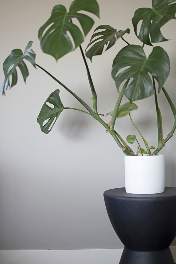 monstera gatenplant monstera soorten kamerplant monstera grote monstera gatenplant luchtwortels grote gatenplant kamerplanten monstera witte gatenplant grote monstera plant hipper kamerplant grote kamerplant groene kamerplant makkelijke kamerplant