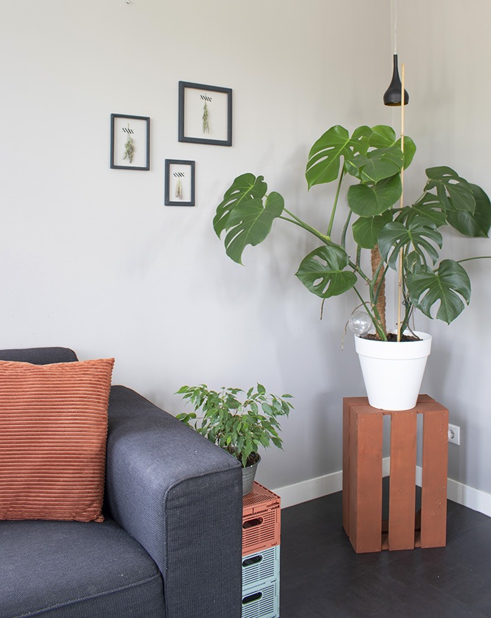 monstera gatenplant monstera soorten kamerplant monstera grote monstera gatenplant luchtwortels grote gatenplant kamerplanten monstera witte gatenplant grote monstera plant hipper kamerplant grote kamerplant groene kamerplant makkelijke kamerplant