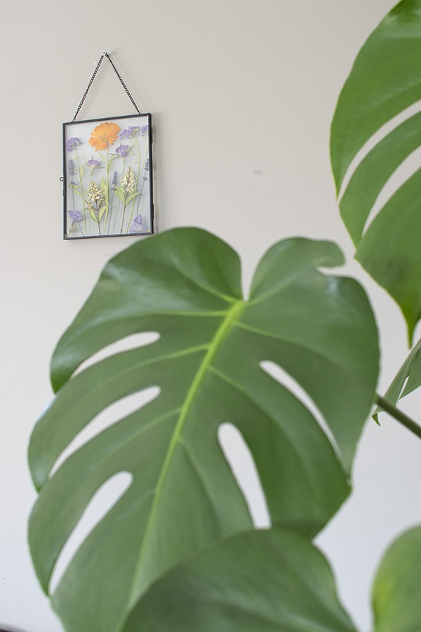 monstera gatenplant monstera soorten kamerplant monstera grote monstera gatenplant luchtwortels grote gatenplant kamerplanten monstera witte gatenplant grote monstera plant hipper kamerplant grote kamerplant groene kamerplant makkelijke kamerplant