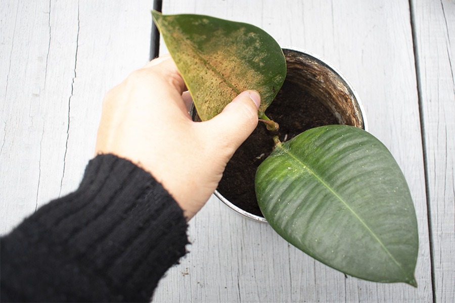 rubberplant stekjes rubberplant stekken plant stekken plantjes stekken stekken van planten stek je plant stekken planten welke planten makkelijk stekken