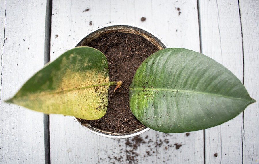 rubberplant stekjes rubberplant stekken plant stekken plantjes stekken stekken van planten stek je plant stekken planten welke planten makkelijk stekken