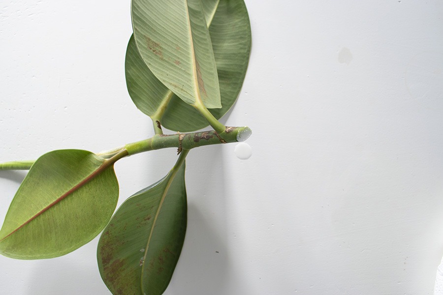 rubberplant stekjes rubberplant stekken plant stekken plantjes stekken stekken van planten stek je plant stekken planten welke planten makkelijk stekken