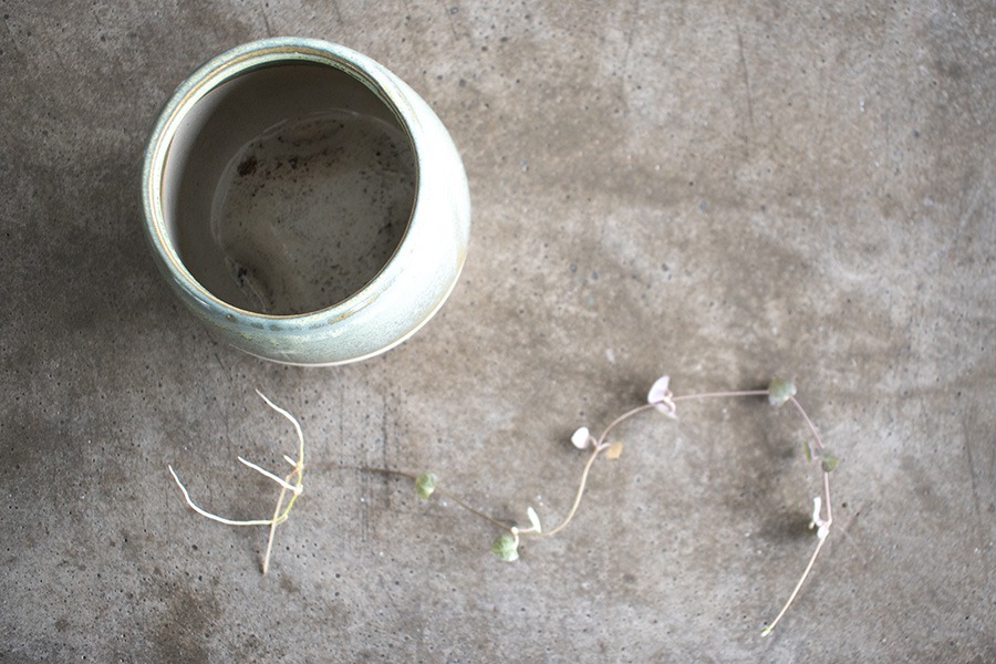 chinees lantaarnplantje stekken lantaarnplantje stekken string of hearts stekken stekken lantaarnplantje lantaarn plant stekken chinees lantaarnplantje stekken in water planten stekken stekjes binnenplanten planten in huis groen wonen