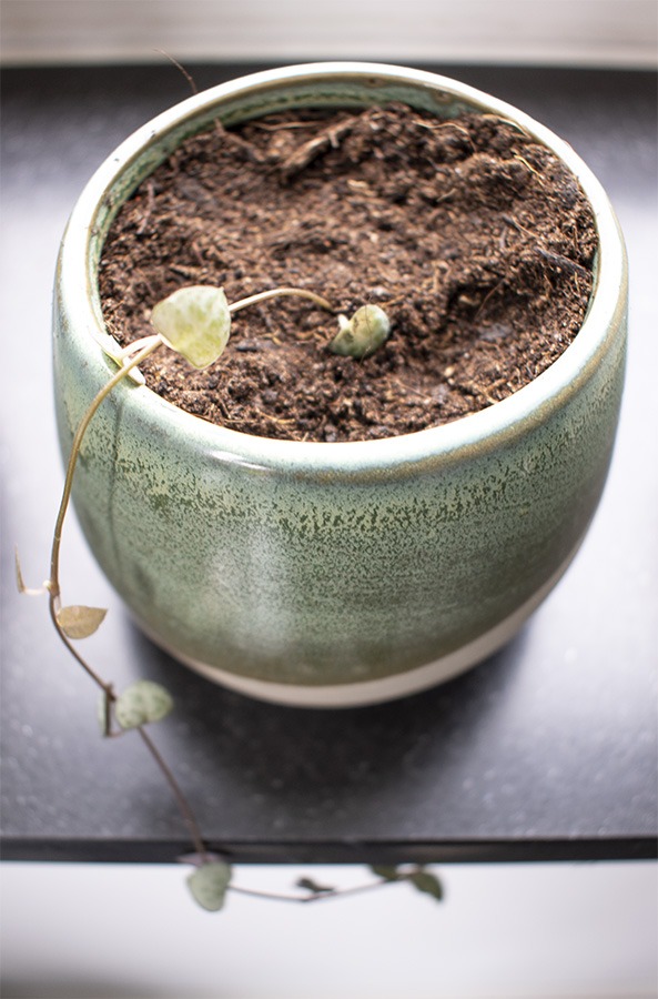 chinees lantaarnplantje stekken lantaarnplantje stekken string of hearts stekken stekken lantaarnplantje lantaarn plant stekken chinees lantaarnplantje stekken in water planten stekken stekjes binnenplanten planten in huis groen wonen