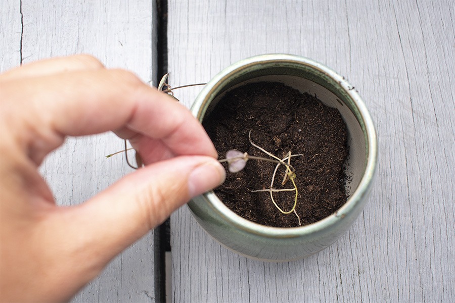 chinees lantaarnplantje stekken lantaarnplantje stekken string of hearts stekken stekken lantaarnplantje lantaarn plant stekken chinees lantaarnplantje stekken in water planten stekken stekjes binnenplanten planten in huis groen wonen