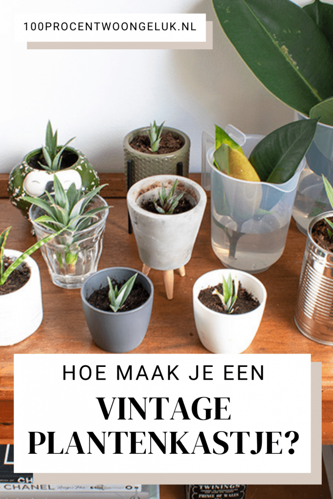 plantenkastje planten kastje planten decoratie huis planten planten in huis woonkamer plant planten woonkamer een huis vol planten plantjes stekken makkelijke stekjes jungle in huis stekken rubberplant stekken ananasplant stekken chinees lantaarnplantje