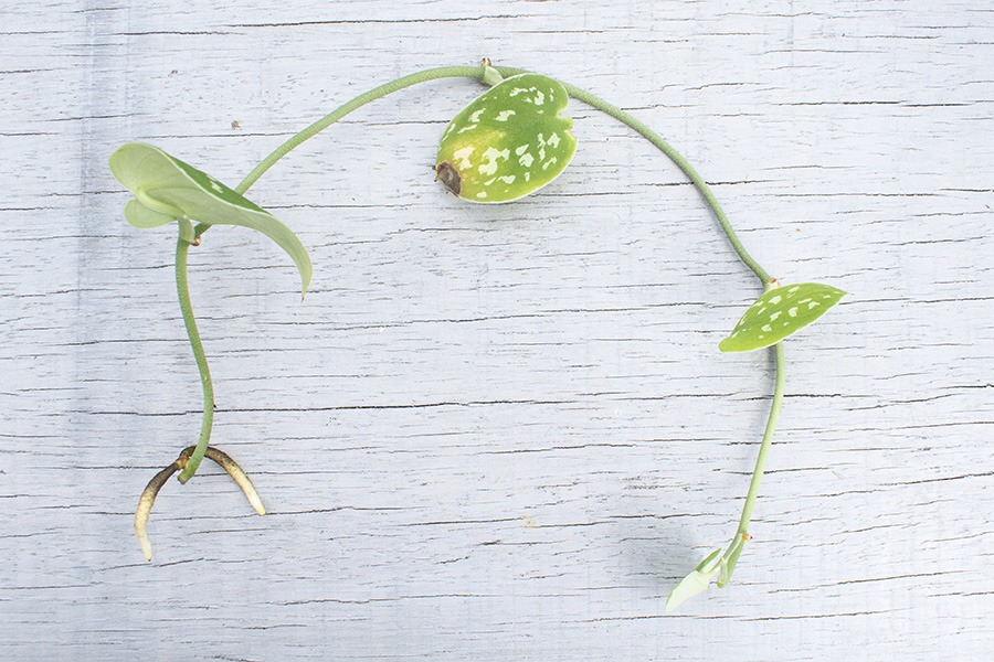 Scindapsus Pictus scindapsus hangplant hangplant scindapsus plant scindapsus plantje stekken stekjes stekken planten stekken stekken van planten plantjes stekken hangplant stekken stek je plant welke planten makkelijk stekken planten stekken op water wat is stekken kamerplant stekken