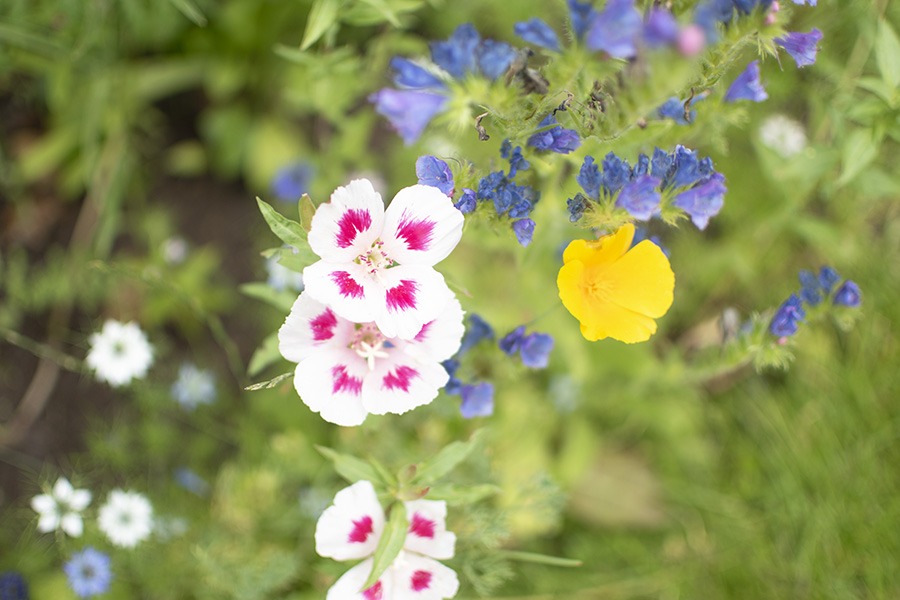 wilde bloemen zaaien wilde bloemen zaden bloemenweide zaaien veldbloemen zaaien wilde bloemen zaaien wanneer wilde bloemen zaaien gratis wanneer wilde bloemen zaaien wilde bloemenzaden bloemenzaad wilde bloemen zaaien en oogsten zelf zaden oogsten bloemen