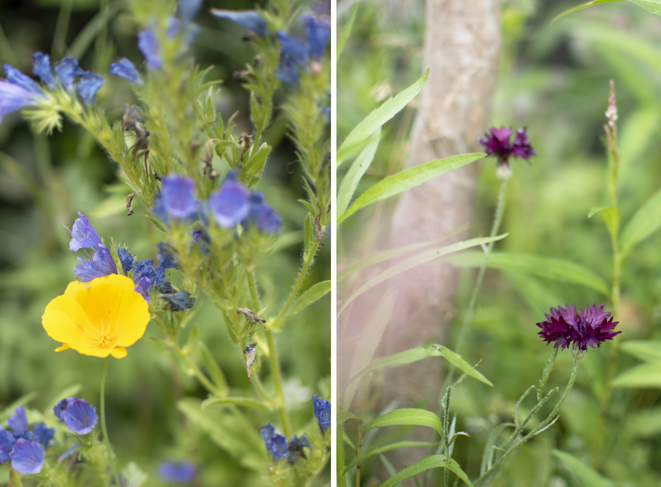 wilde bloemen zaaien wilde bloemen zaden bloemenweide zaaien veldbloemen zaaien wilde bloemen zaaien wanneer wilde bloemen zaaien gratis wanneer wilde bloemen zaaien wilde bloemenzaden bloemenzaad wilde bloemen zaaien en oogsten zelf zaden oogsten bloemen