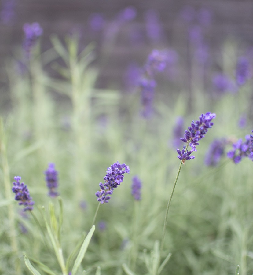 wilde bloemen zaaien wilde bloemen zaden bloemenweide zaaien veldbloemen zaaien wilde bloemen zaaien wanneer wilde bloemen zaaien gratis wanneer wilde bloemen zaaien wilde bloemenzaden bloemenzaad wilde bloemen zaaien en oogsten zelf zaden oogsten bloemen