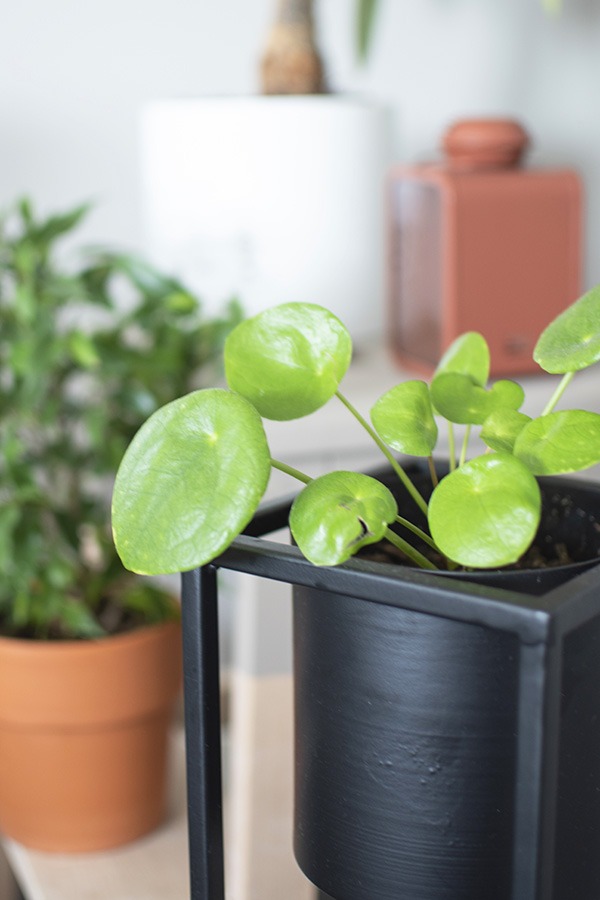 pannenkoekenplant pannenkoekenplanten verzorging pannenkoekplant pannenkoekplant stekjes pannenkoekplant bloei pannenkoekplant op water grote pannenkoekplant stekjes pannenkoekplant bloeiende pannenkoekenplant pannenkoekplant wordt geel